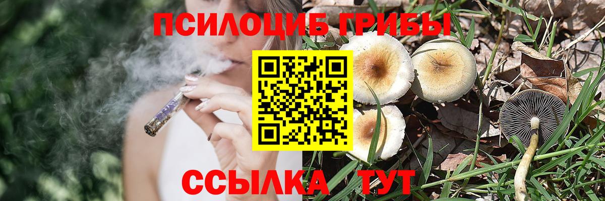 Галлюциногенные грибы Psilocybine cubensis Новодвинск